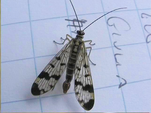 Fam. Panorpidae,. Italia, Brescia, 8 Mag 2006, Arici pr.sc Ic (SD video)
